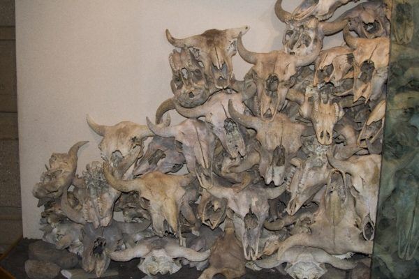 Buffalo skulls excavated from the base of Head-Smashed-In Buffalo Jump.