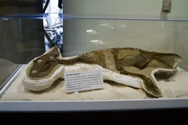 Baby dinosaur fossil on display.