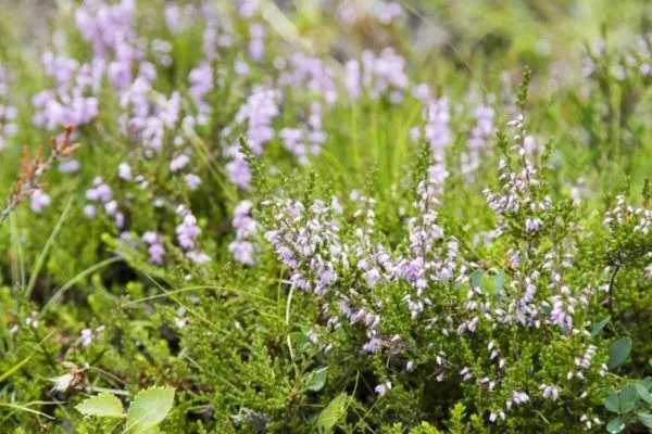 Purple grass flowers in Iceland.