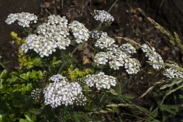 It might be called common yarrow, but the billowy clouds of white flowers are anything but common.