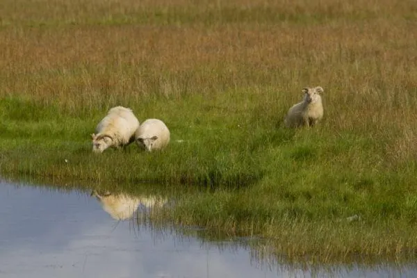 Sheep grazing near reflective pond in Iceland.