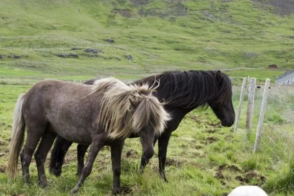 Two Icelandic ponies, a gray and a black.