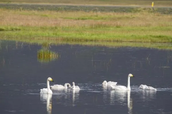 A swan family swims by in an Icelandic lake.