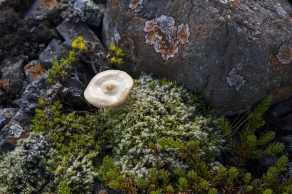 A lonely mushroom grows in a tuft of moss near a lichen covered rock.