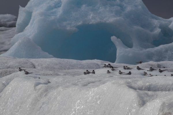 A flock of black headed gulls on an iceberg.