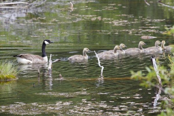Canadian goose family swimming in a pond.