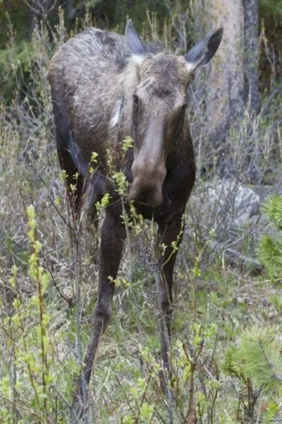 A baby moose trying out a new set of legs.