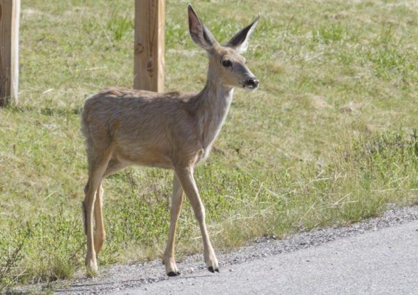 A young doe crosses the road in Alberta.