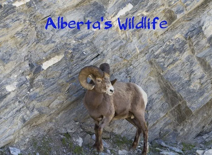 Bighorn sheep on the side of the road in Alberta.
