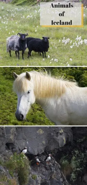 Animals of Iceland.