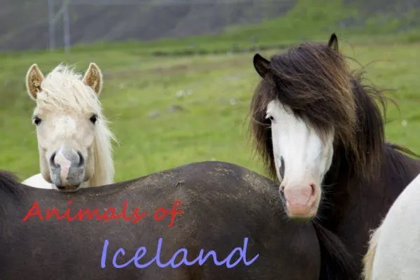 Shaggy maned Icelandic ponies.