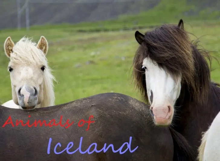 Icelandic ponies are just some of the animals you can find in Iceland.