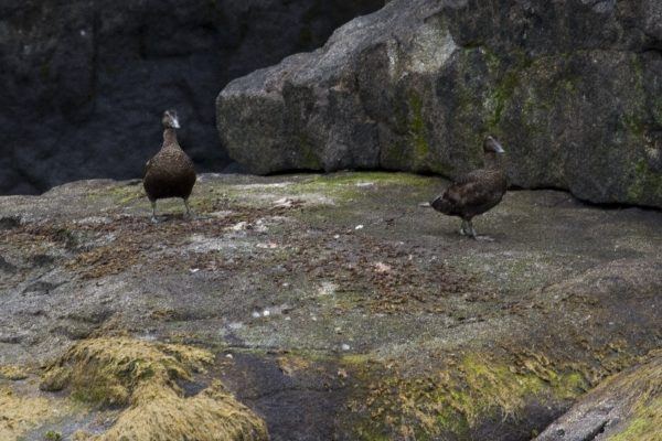 Two ducks waddle by on the cliffs.