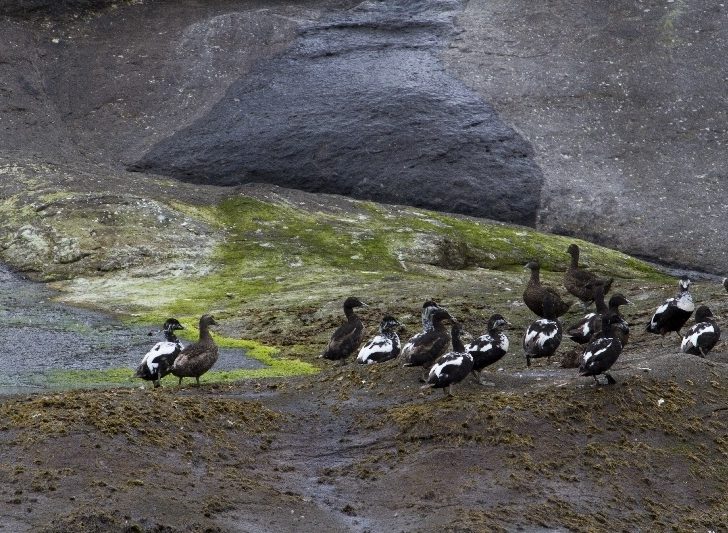 Birdwatching at Vestmanna Cliffs, Faroe Islands.