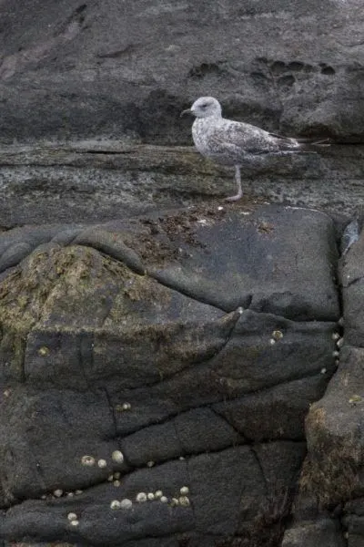 A young gull looks out from its cliff side perch.