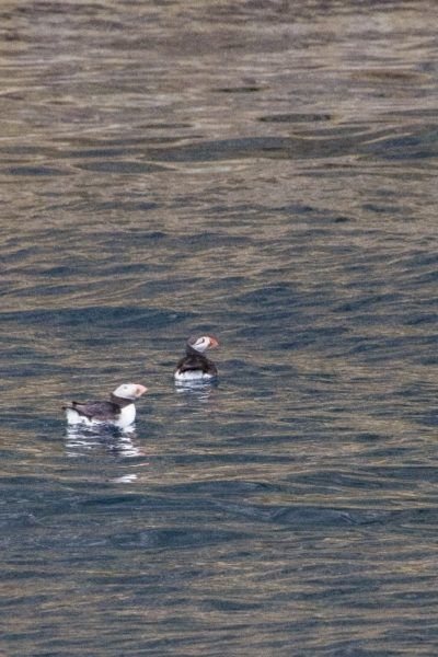 Two colorful puffins in the water in the Faroe Islands.