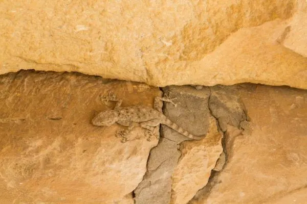 A camouflaged lizard hides among the stone work.
