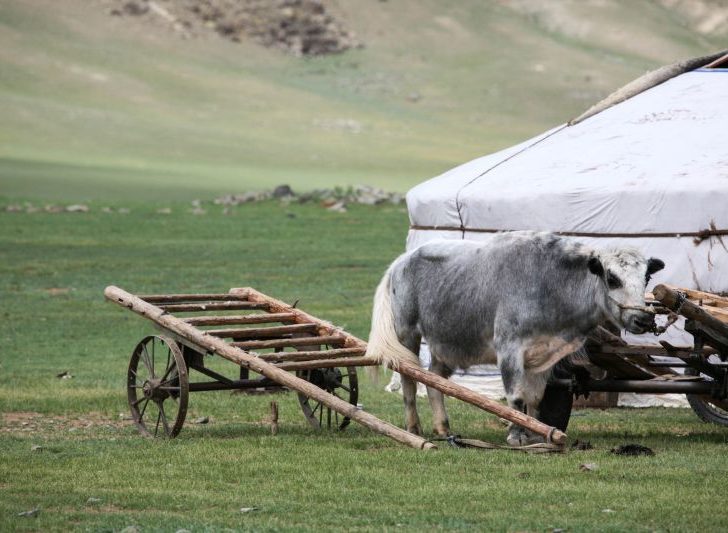 A yak and a ger, a typical scene all over Mongolia.