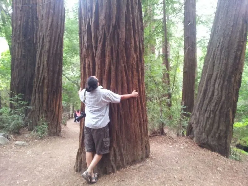 At the redwoods.