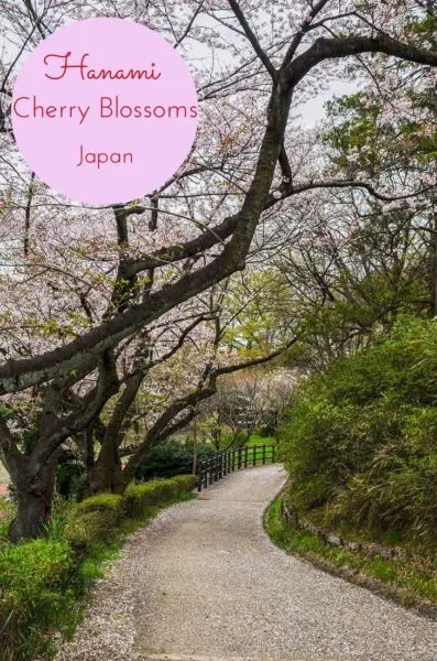 Cherry Blossoms Japan.