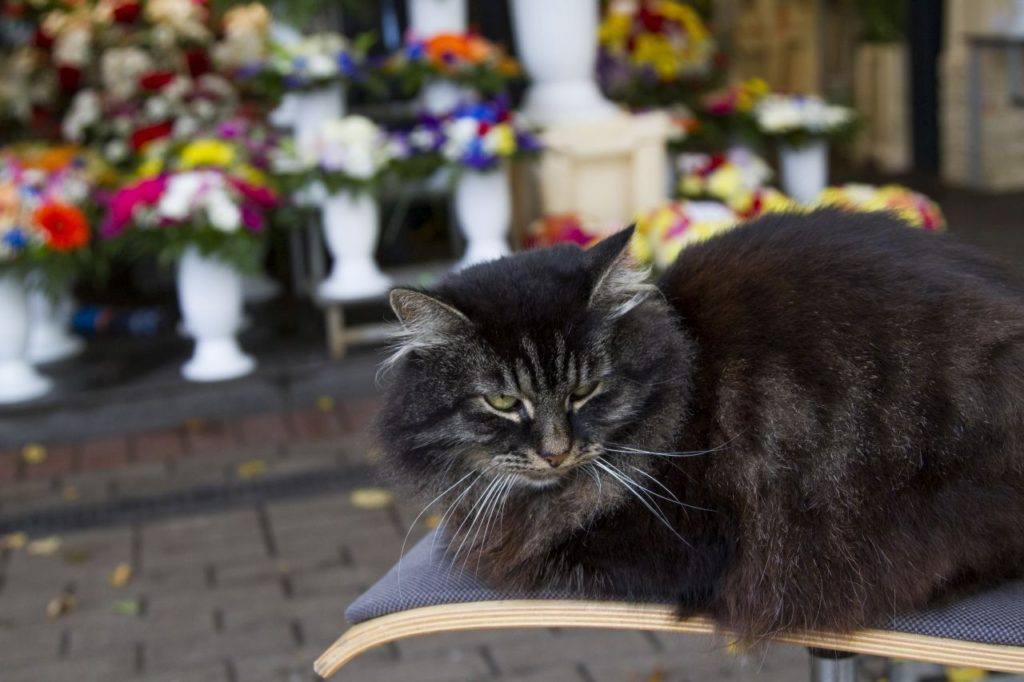 Cat sitting in front of a flower shop.