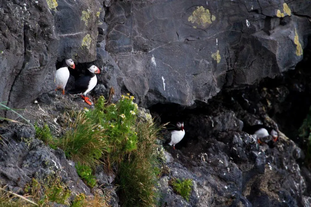 Puffins roosting in the cliffs at Dyrhólaey.