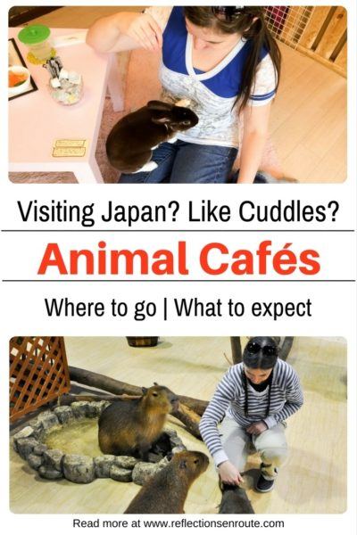 Missing your pet while you travel? go to an animal café Japan!