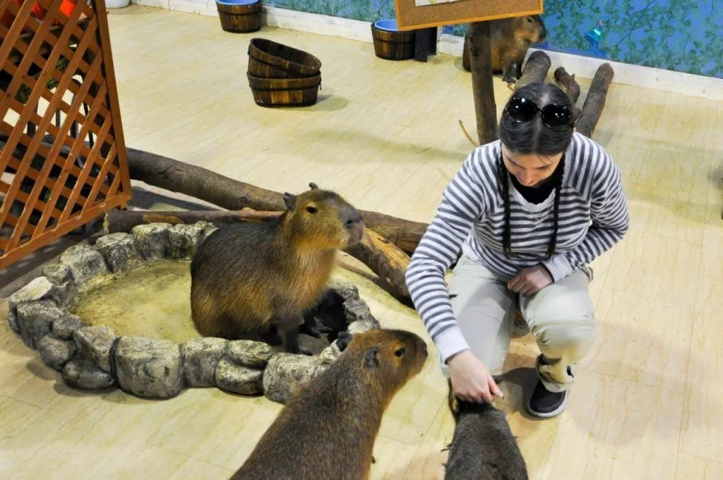 Devon petting three capybaras at the Osaka animal cafe.