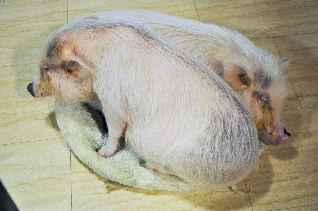 2 pigs cuddled up at the animal cafe in Osaka.