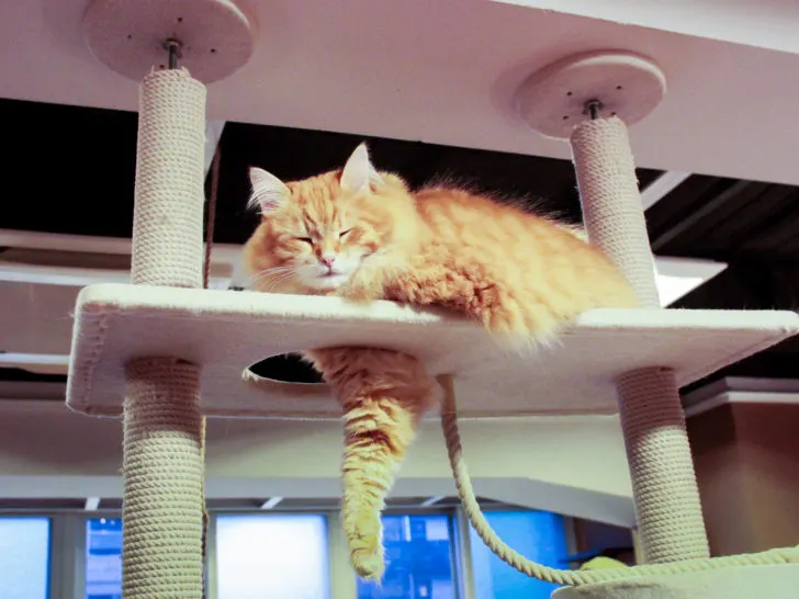 Visiting one of many animal cafes in Japan is a must-do.