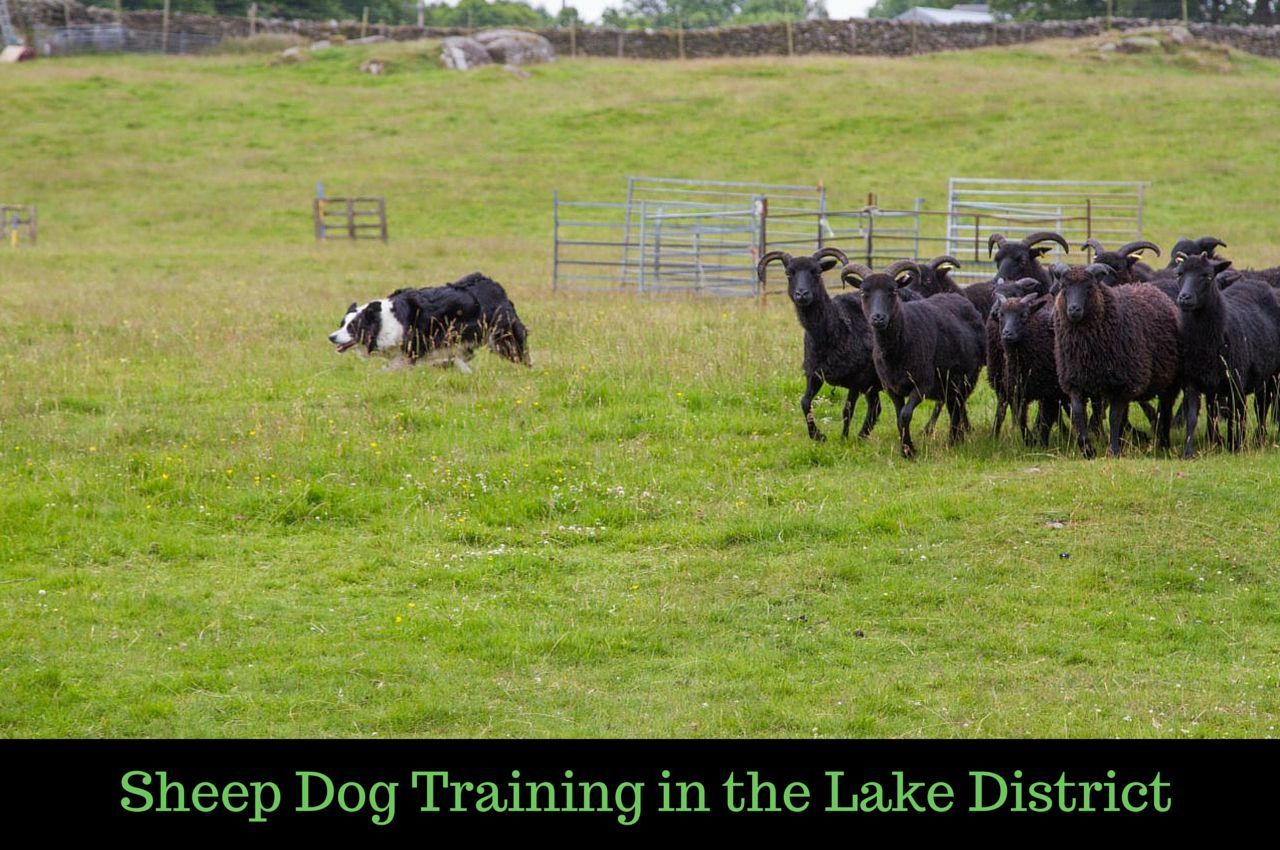 Sheep Dog Training in the Lake District.