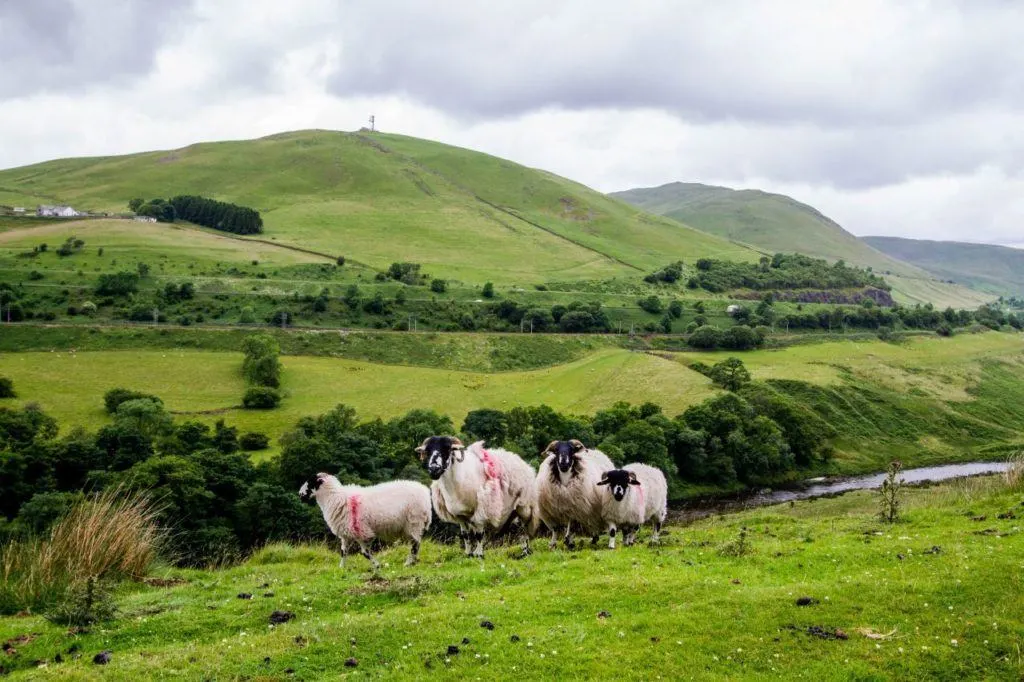 Blackface sheep pose for the camera on a Lake District hillside.