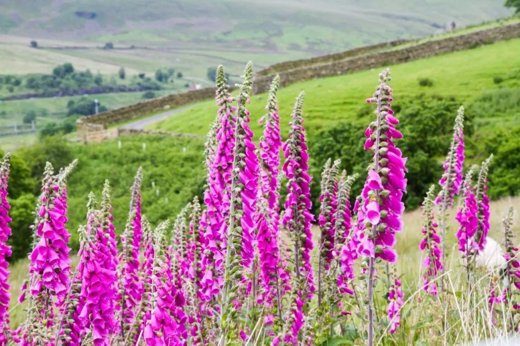 Brilliant foxglove flowers brighten up a hillside in the Lake District.