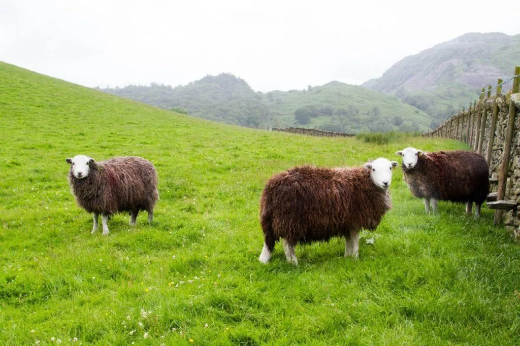 The famous, and adorable, Lake District Herdwick sheep.