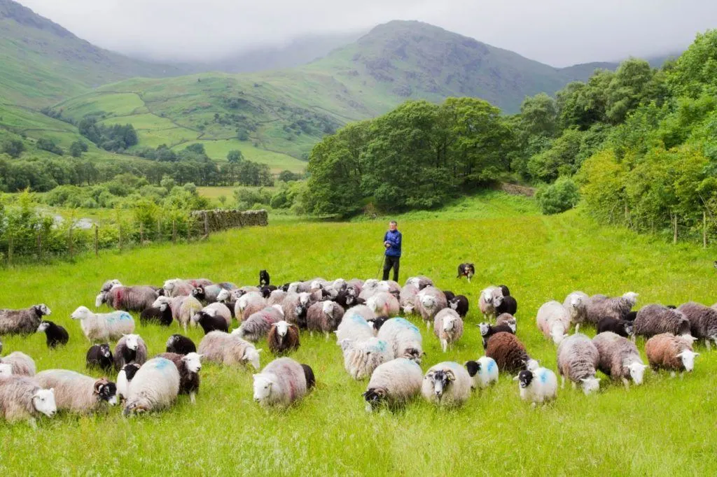 A Lake District shepherd and his dog tend a flock of sheep.