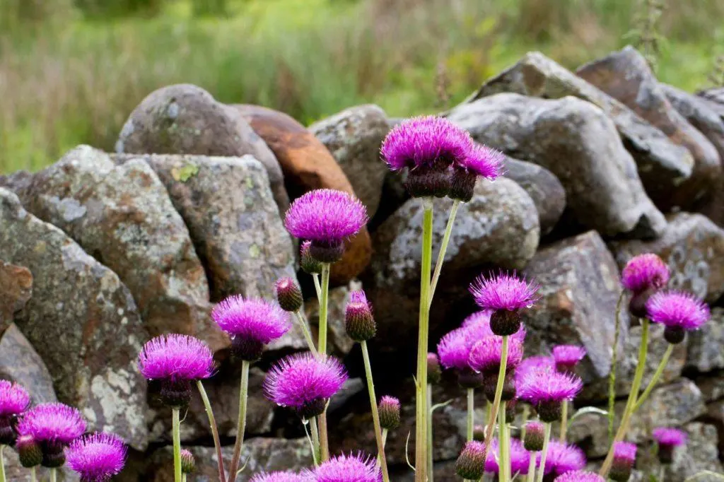 Incredibly vibrant thistle flowers.