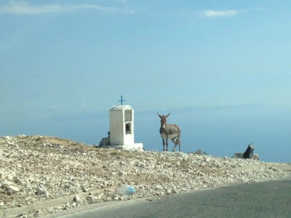 A mule standing next to a a small mountain top shrine in Albania.