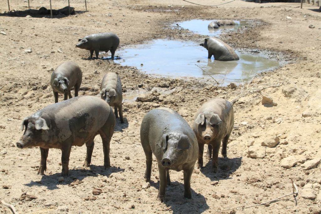 The famous pigs of the Extremadura Region of Spain.