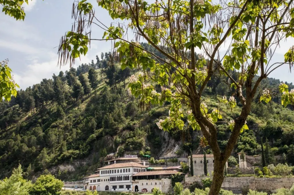 Green grass and leaves are a great backdrop for Berat.