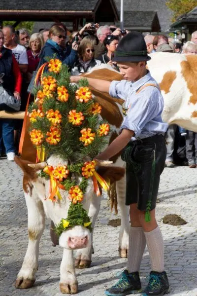This beautiful cow has a heavy load of flowers on her head.