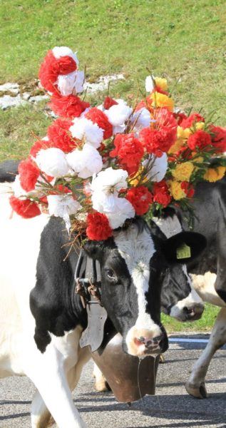 Pretty cow with flowers.