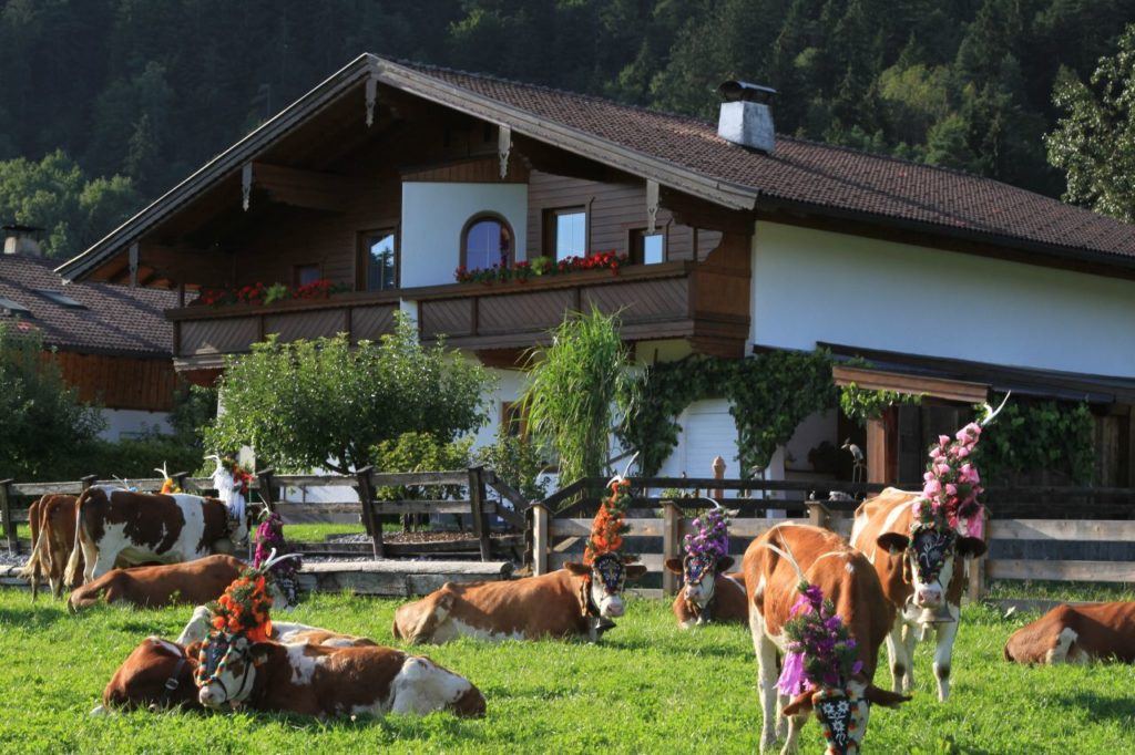 In Austria, cows enjoying the green, green grass of home still all dressed up in alpine parade finery.