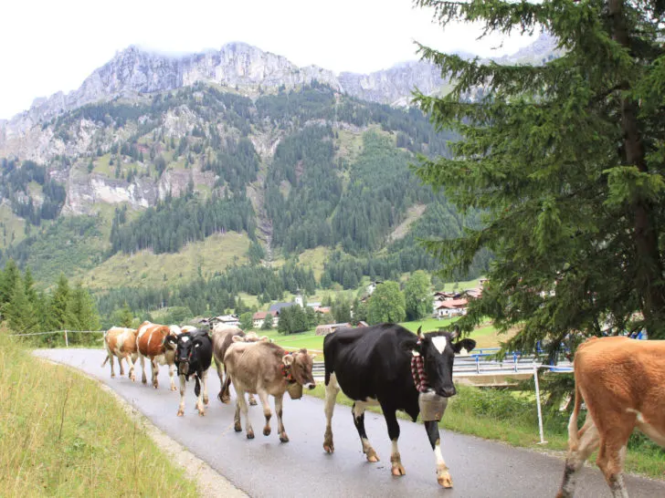 Alpine Cow parades and festivals are a great look into the culture of the Alps.
