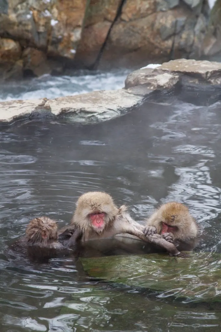 Three monkeys in the onsen grooming.