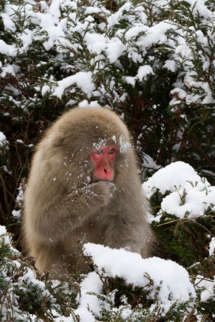 Monkey with snow.