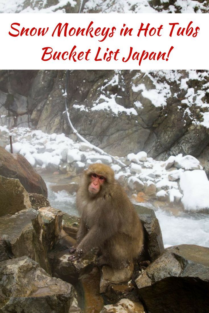 Snow Monkeys in Hot Tubs - Bucket List Japan! Find out how to visit this must do activity in Japan.