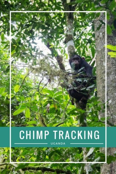 Have you dreamed of going on safari and getting up close with chimpanzees. Click here to find out how to do just that!