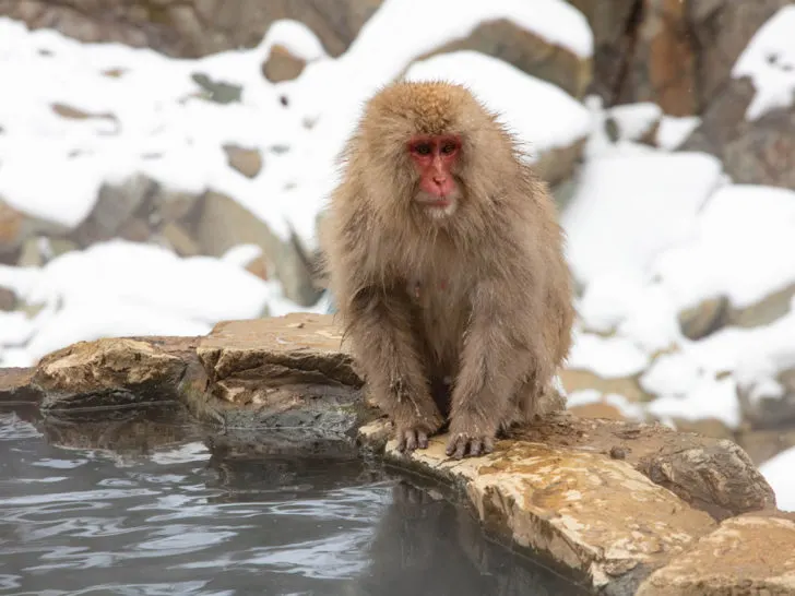 Seeing the snow monkeys in hot tubs is one of the most fun things to do in Japan in winter.