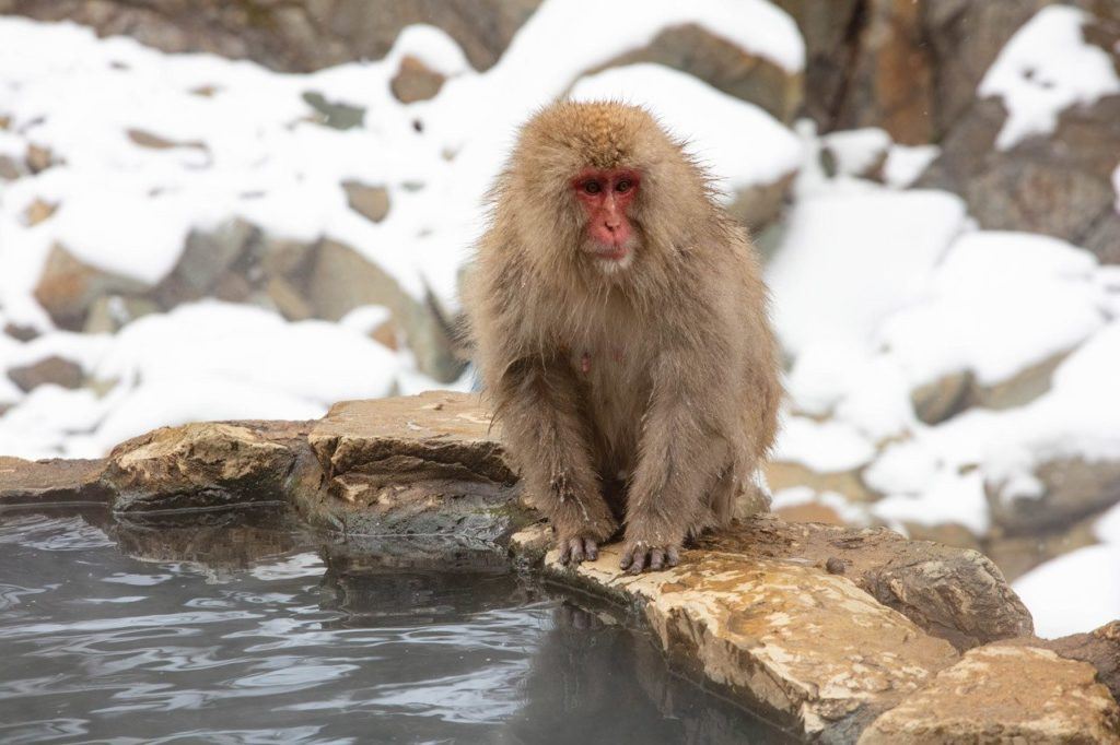 Snow monkey sitting on the edge of a hot spring pool.