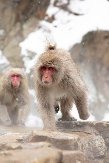 Monkeys running around the hot bath.